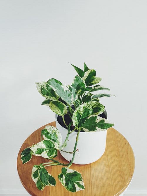 pothos varieties to grow 