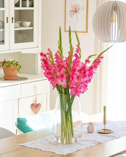 Harvesting Gladiolas Flowers
