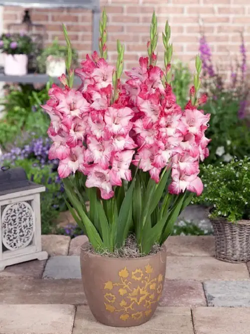 How to Grow Gladiolas Flowers
