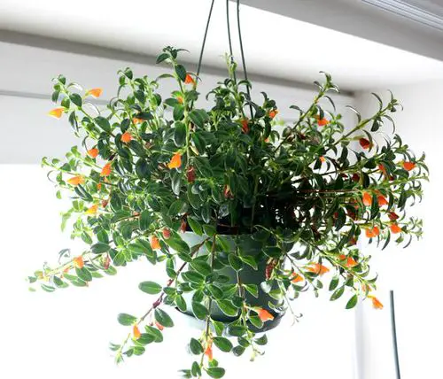 Does a Goldfish Plant Bloom