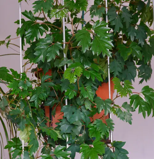 Amazing Stunning English Ivy Indoor Alternatives