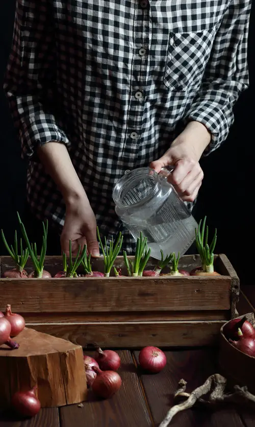 Plants You Can Grow Indoors: The Top 18 Indoor Vegetables