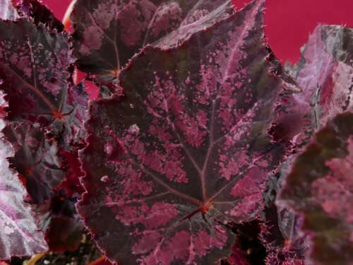 Cutest Burgundy Indoor Plants