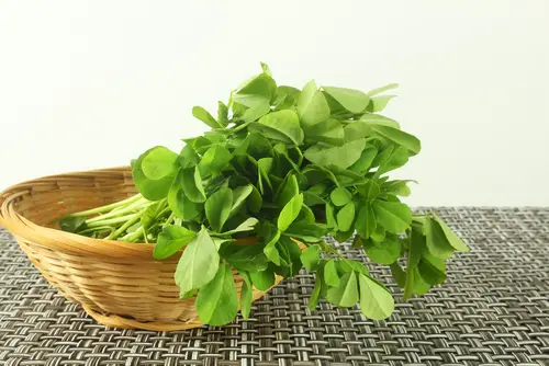 Harvesting Fenugreek