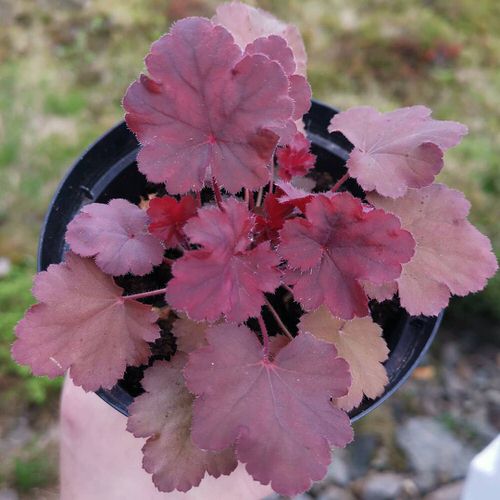 Burgundy Indoor Plants