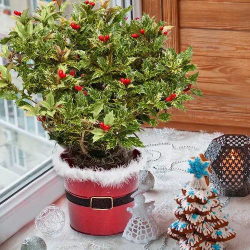 Ideal Christmas Bouquets 
