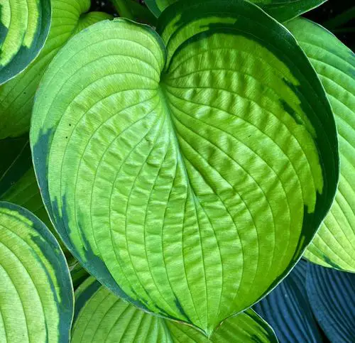 Plants' Leaves that are Bigger Than Your Head indoor