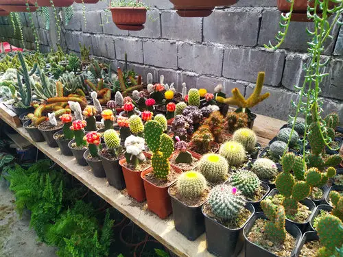 How to earn from garden? 11