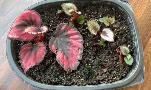 Indoor Plants Grown from Leaves 4