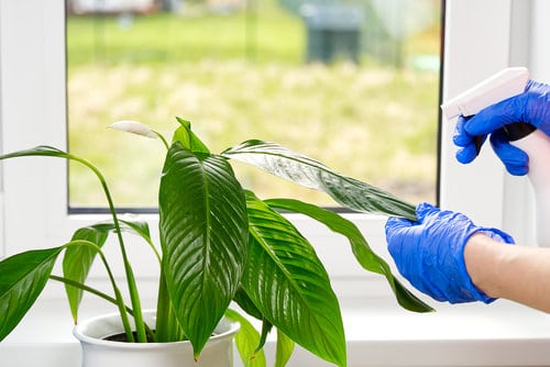 How to Use Coconut Water to Fertilize Plants