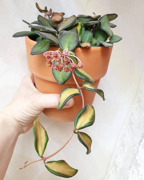 top Beautiful Hoya Types and Species