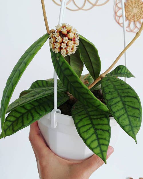 top Stunning Types and Species of Hoya