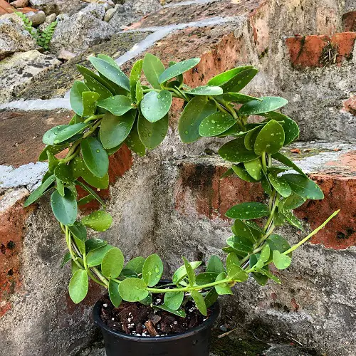 Amazing Beautiful Hoya Types and Species