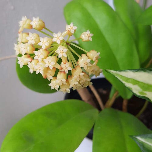 Hoya Species and Types