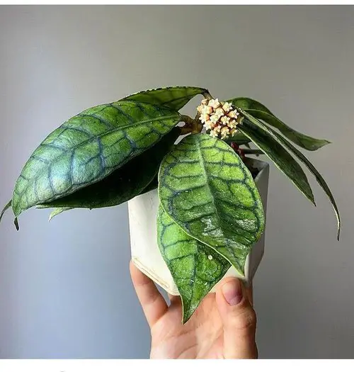 Most Popular Hoyas | Stunning Types and Species of Hoya
