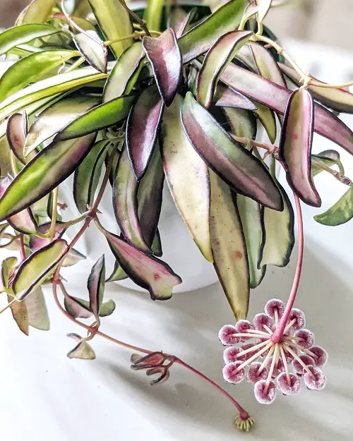 beautiful Types and Species of Hoya