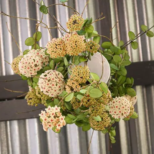 Amazing Stunning Types and Species of Hoya