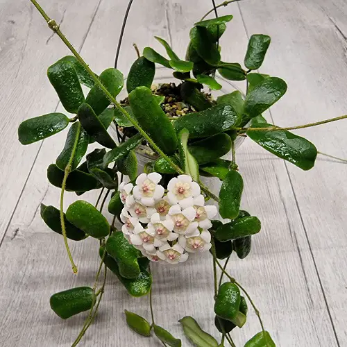 best Marvelous Hoya Species and Types