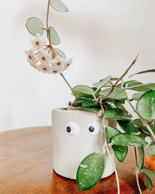 beautiful Types and Species of Hoya