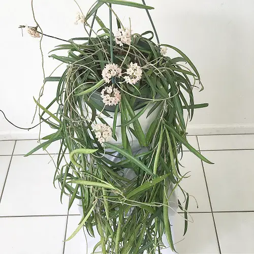 top Beautiful Hoya Species and Types