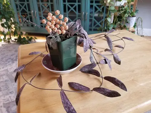 Gorgeous Hoya Types and Species