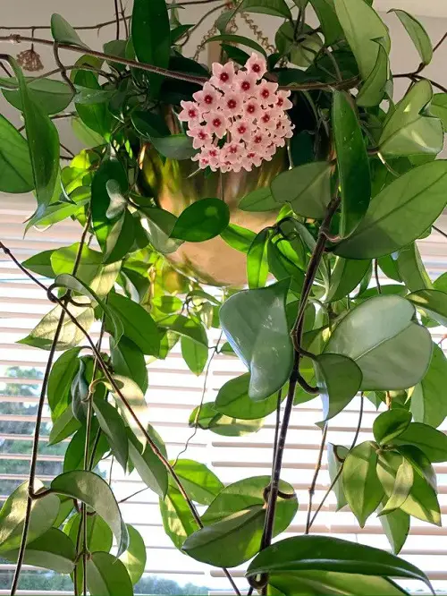 33 Most Popular Hoyas | Stunning Types and Species of Hoya