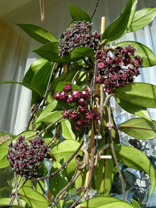 Stunning Types and Species of Hoya