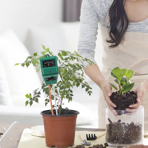 Reasons for Houseplant Leaves Getting Yellow and How to Save Them check ph soil level