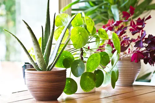 A Beginner's Trick on Keeping New Indoor Plants Alive and Happy