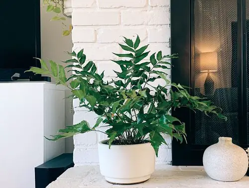 best Stunning English Ivy Indoor Alternatives
