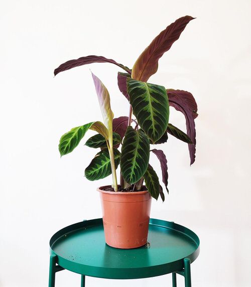 Cutest Burgundy Indoor Plants