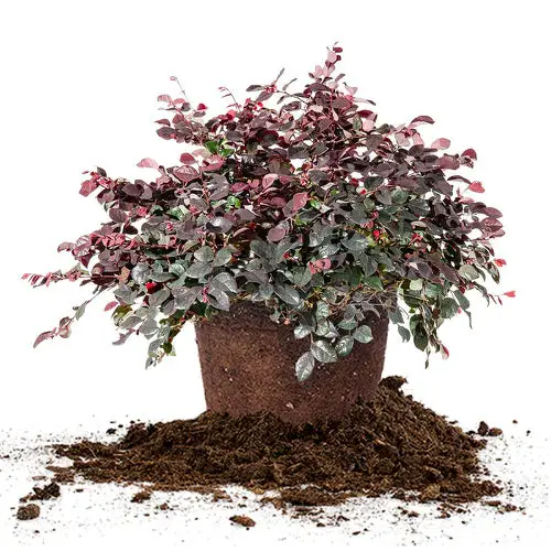 Burgundy Indoor Plants 