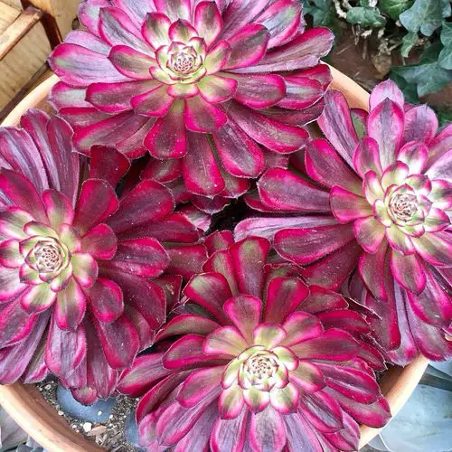 top Cutest Burgundy Indoor Plants