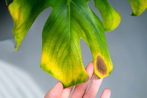 Monstera Leaves Turning Yellow Watering Issues