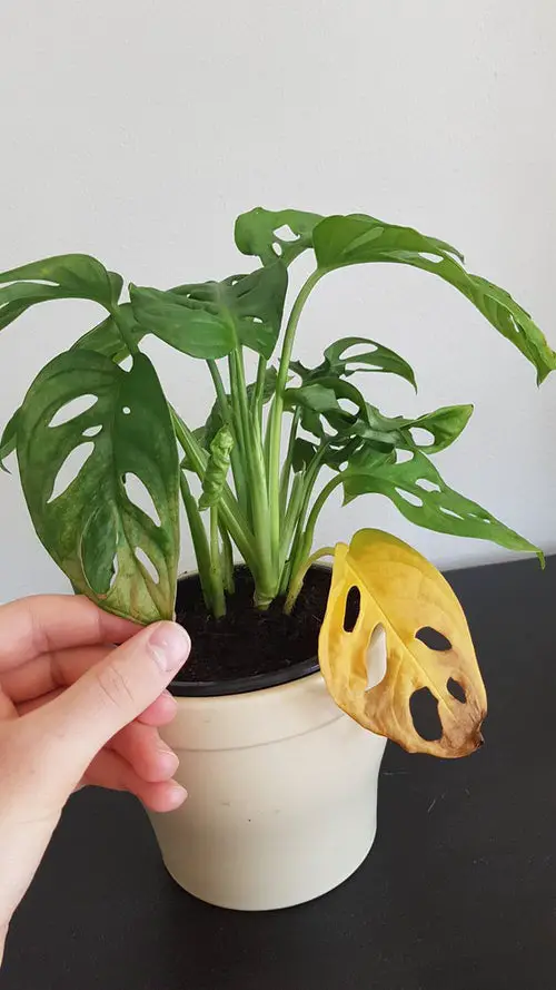 Reasons Behind Monstera Leaves Turning Yellow