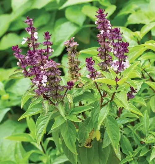 7 Best Flowering Basil Plants | What to Do With Basil Flowers 2