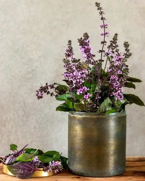 Flowers that Repel Mosquitoes 11