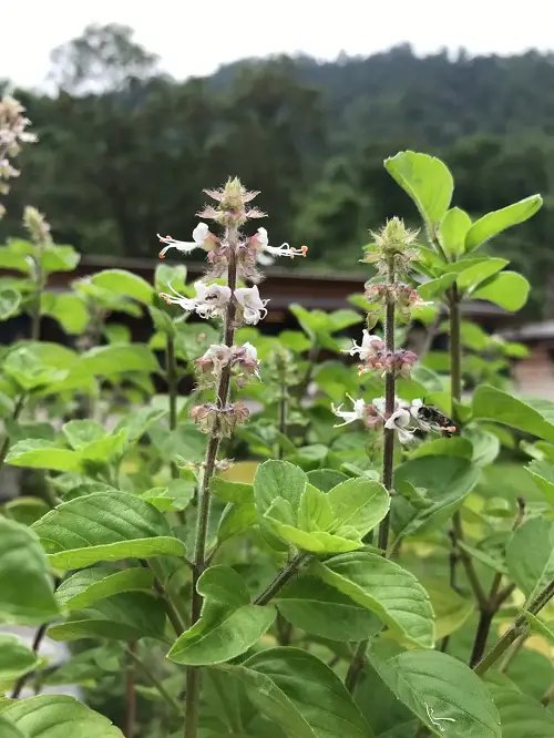 Do With Basil Flowers