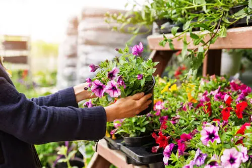 Ideas to Make Money from Gardening 77