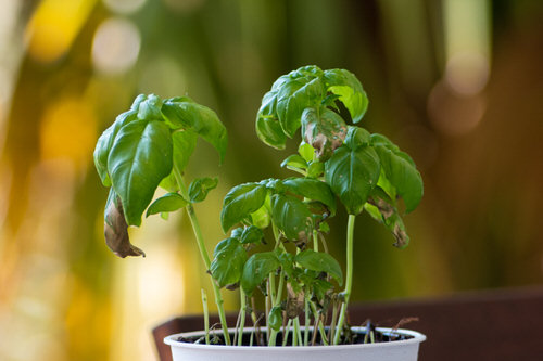 Basil Leaves Turning Black or Brown 05