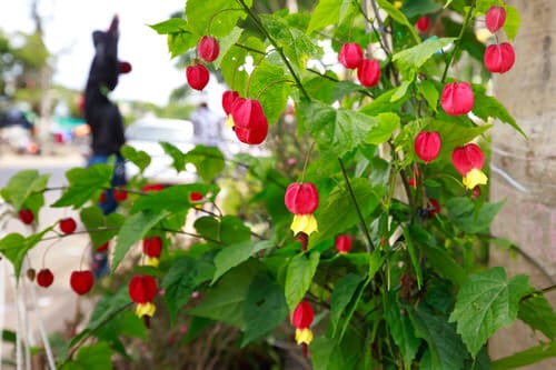 lovely Jingle Bell Shaped Flowers
