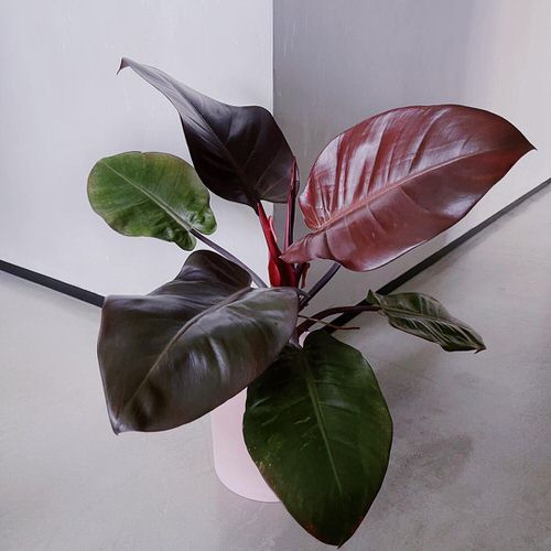 Sexiest Burgundy Houseplants