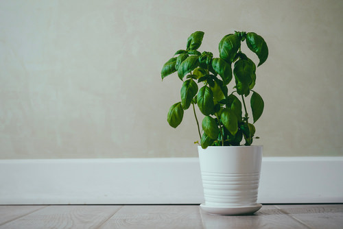 Put Recently Bought Plants in Quarantine