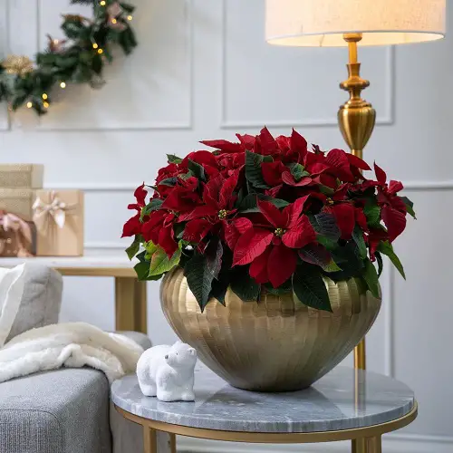 How to Get a Poinsettia to Turn Red