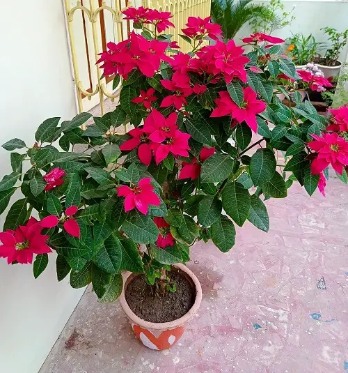 Poinsettia to Turn Red