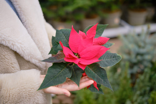 Look for Any Signs of Insects and Diseases