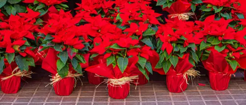 How to Buy Best Poinsettias