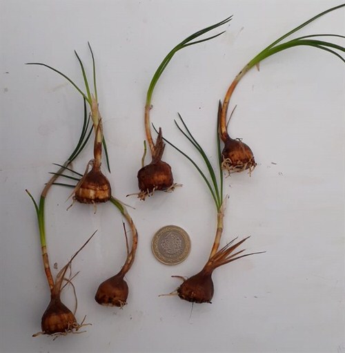 growing saffron in pots 2
