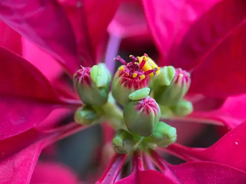 Check the Plant for Tightly Clustered Buds