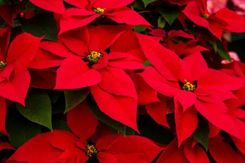 Look for Vivid Leaves Surrounding the Buds
